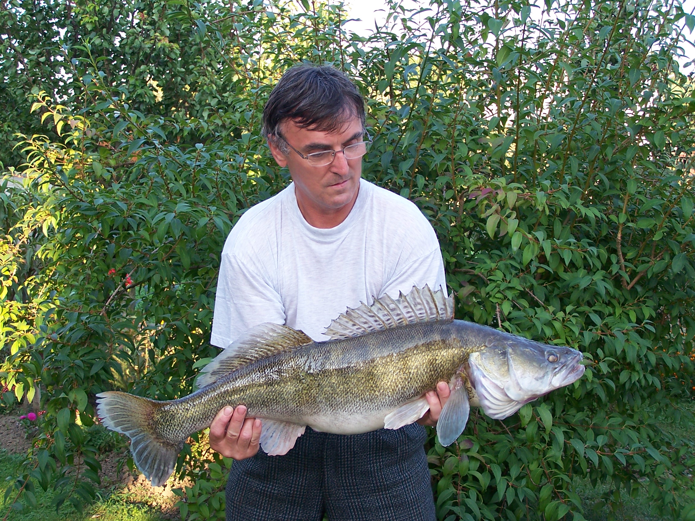 Trofejní candát 89 cm - řeka Morava